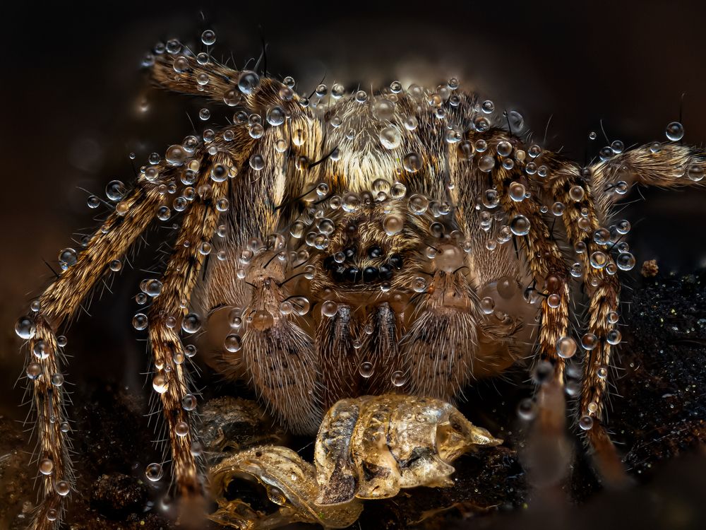 The Hundred-Eyed Spider.