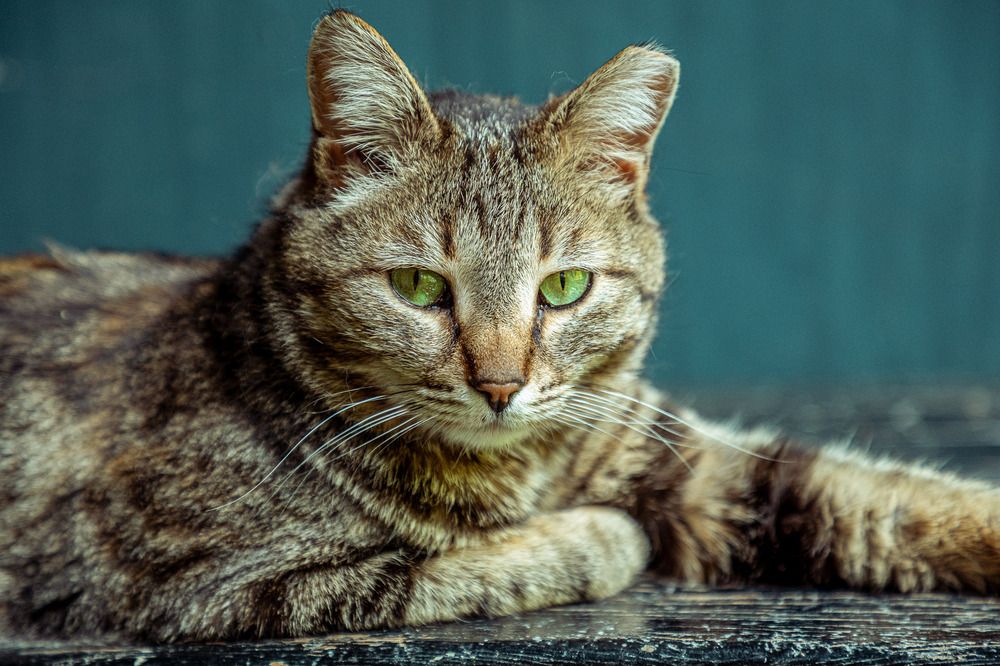 Photograph by Меньшиков Максим