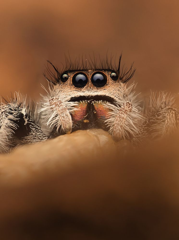 Jumping spider