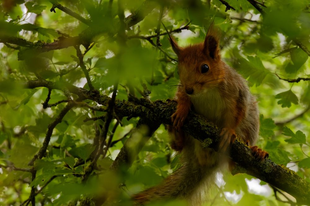 Photograph by Александр Селезнев