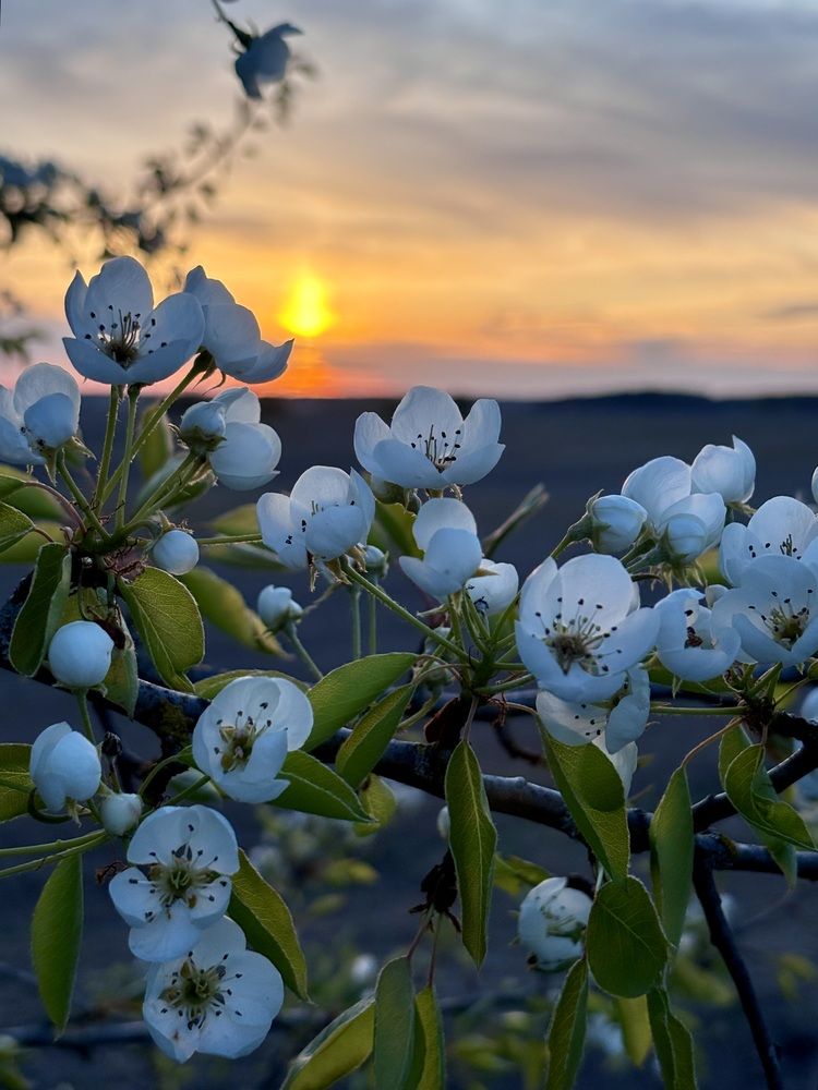 Photograph by Halina Mitsevich