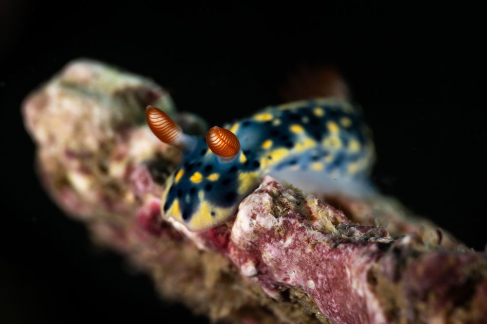 Photograph by ANTONIO VENTURELLI