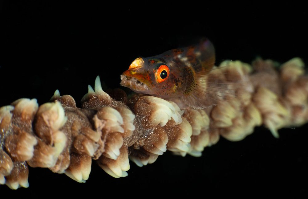 Whip coral fish