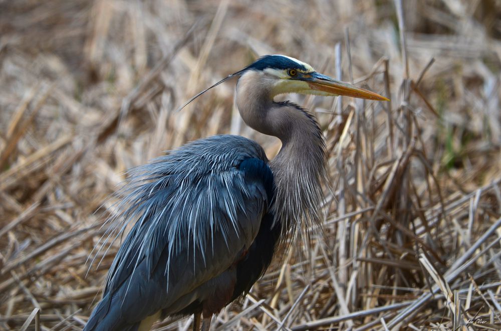 Photograph by Ken Oliver