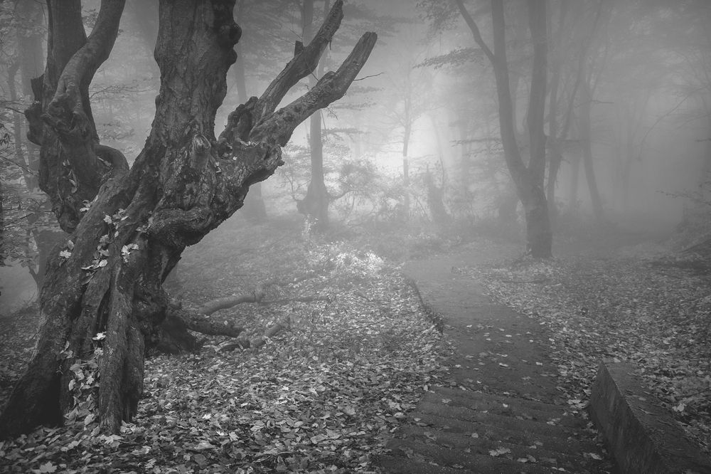 Фотография автора Шипунова Ирина