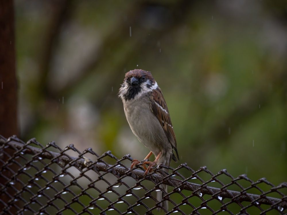 Photograph by Хабаров Сергей