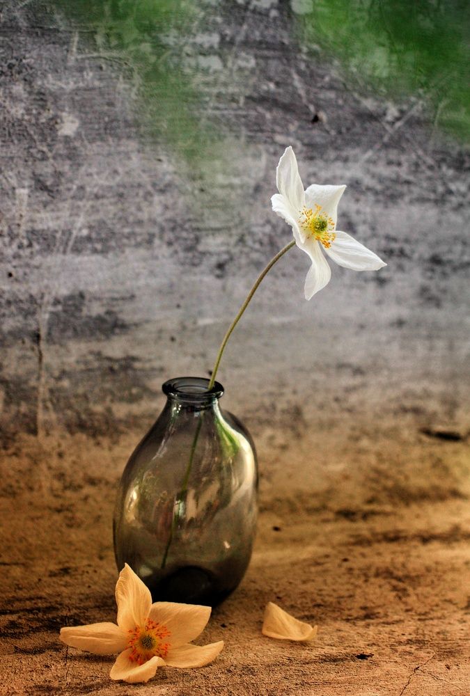 Photograph by AlexaL