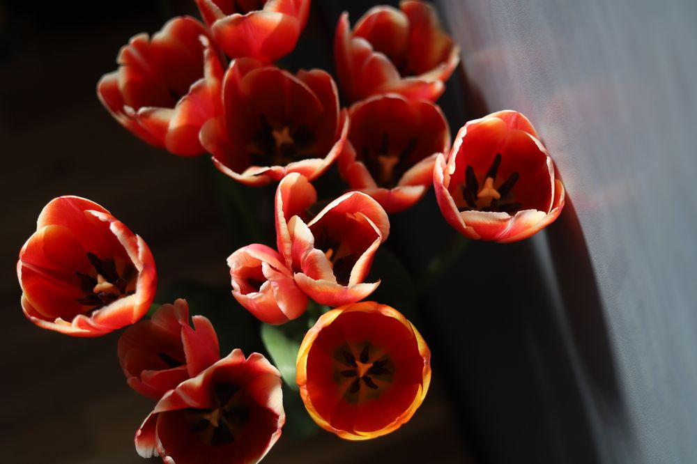 Photograph by Julia Smilovitsky