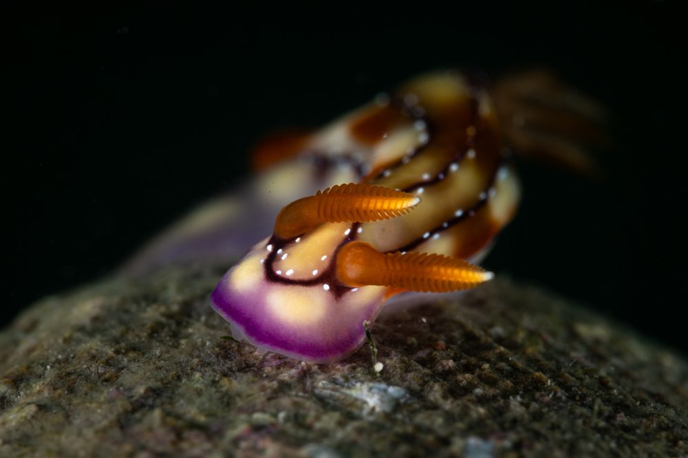 Hypselodoris krakatoa