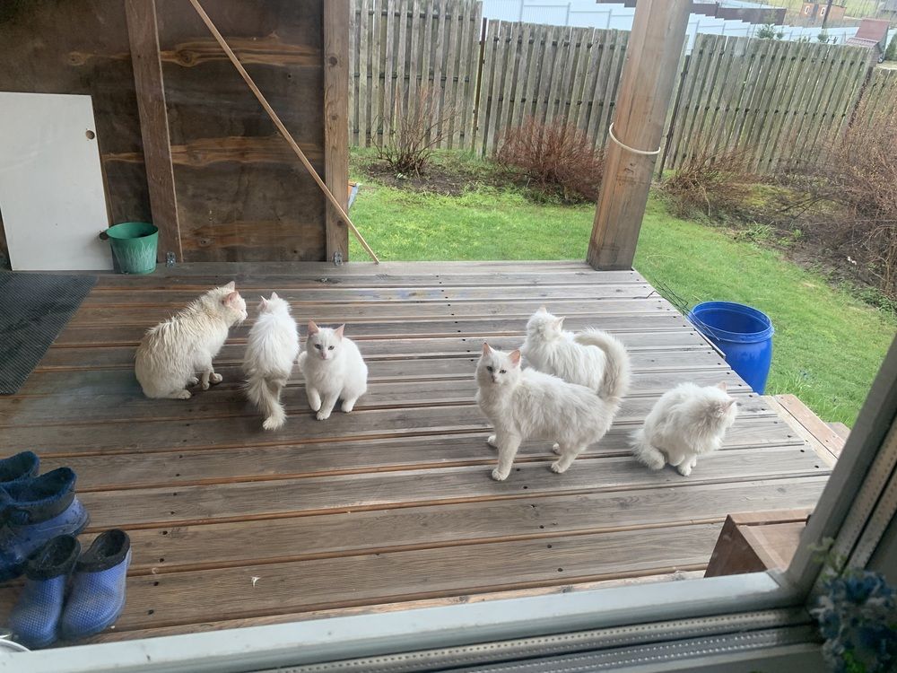 Деревенские коты