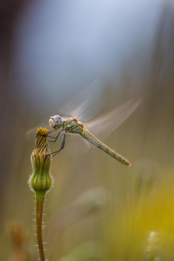 dragonfly warming up engines