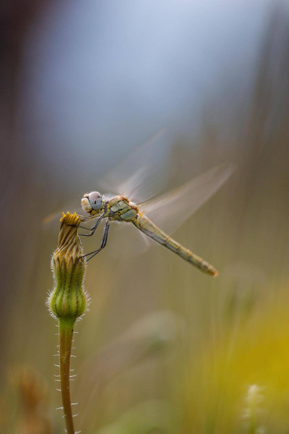 dragonfly warming up engines
