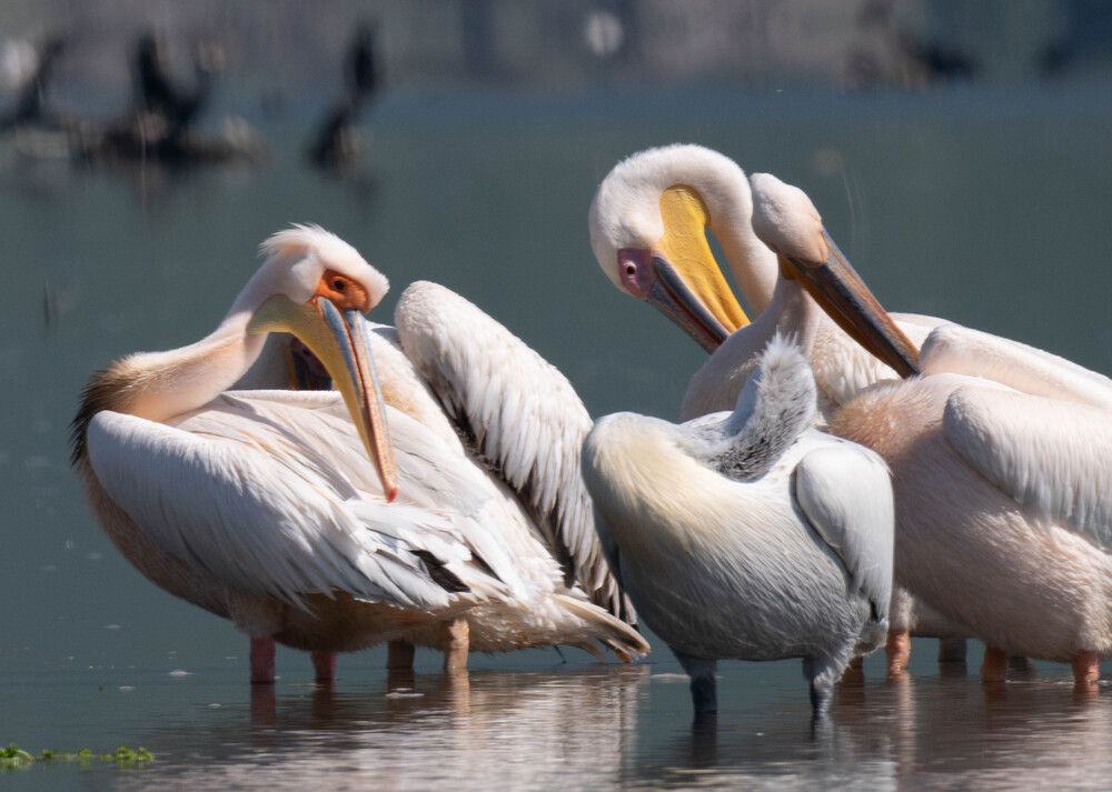 Фотография автора DIMITRIS MPAZIOTOPOULOS