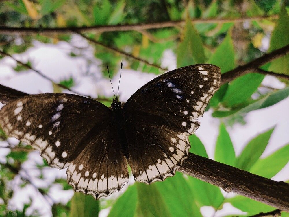 Photograph by Thanmayi k prasad