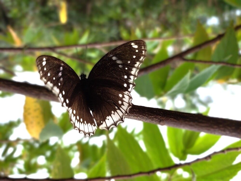 Photo #12194438