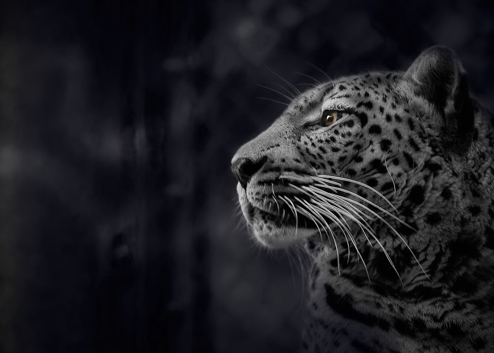 Photograph by Kaisyakuji Yushi