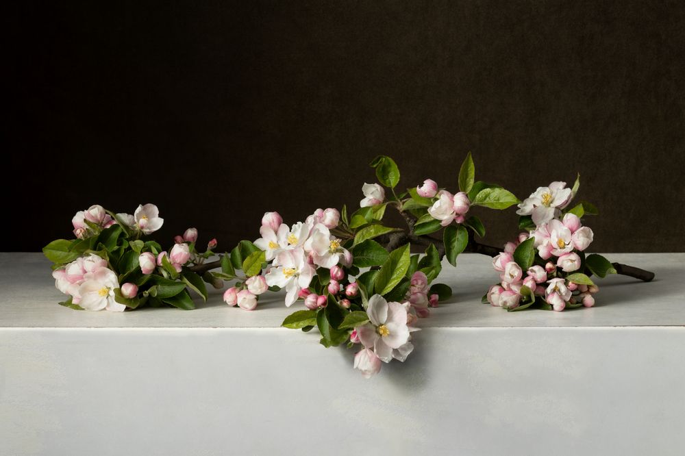 Photograph by Елена Коврижных