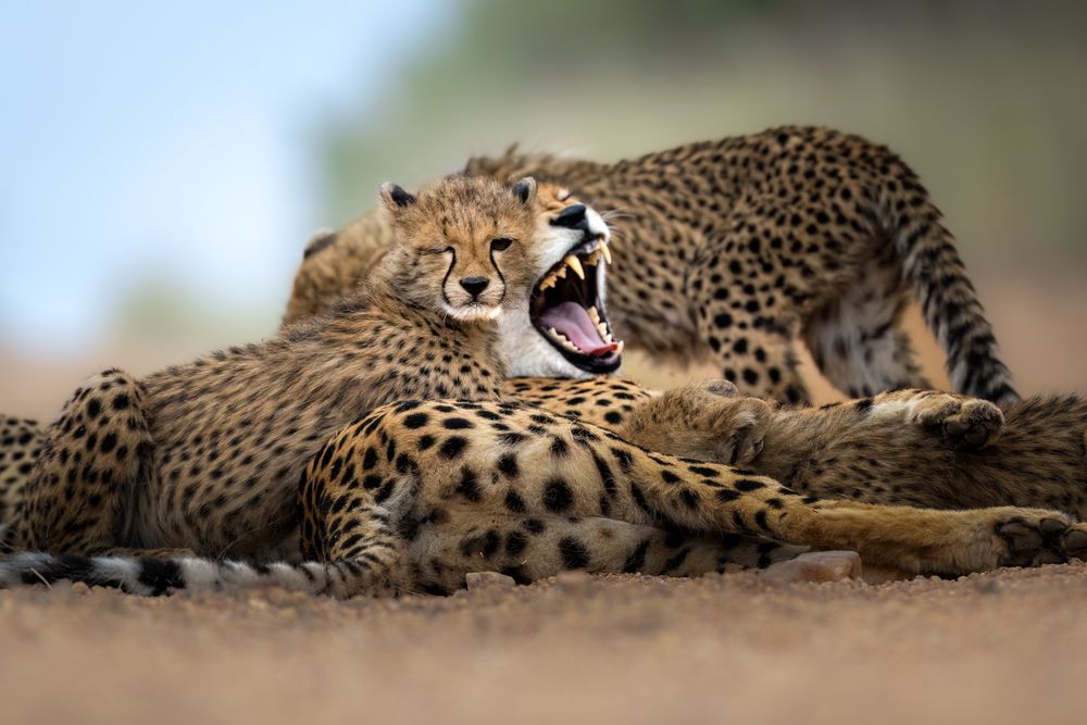 Photograph by Simone Iaria