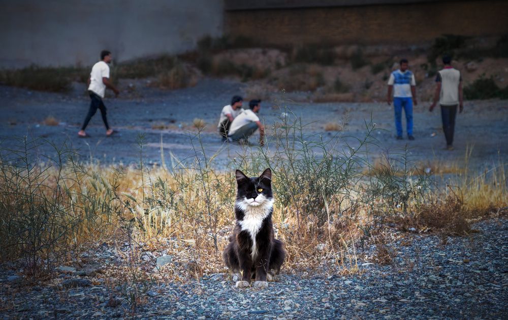 Photograph by Abbas Kalantar