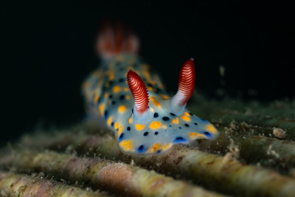 Hypselodoris infucata