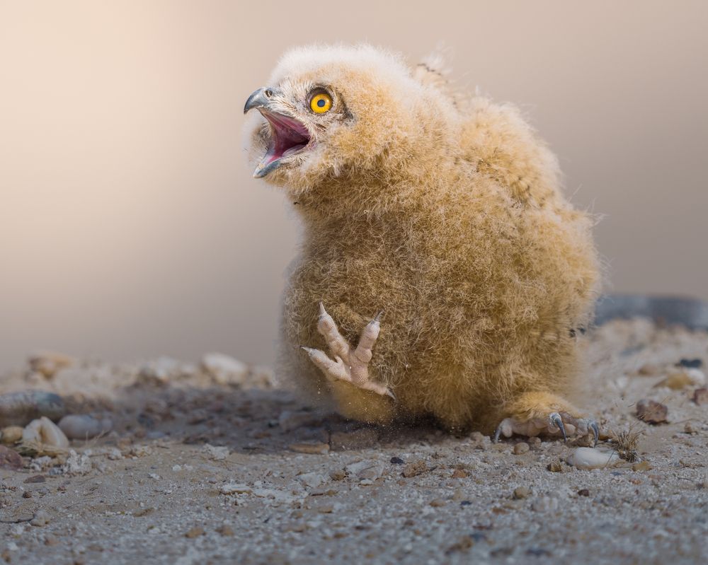 Фотография автора Ahmed Sobhi