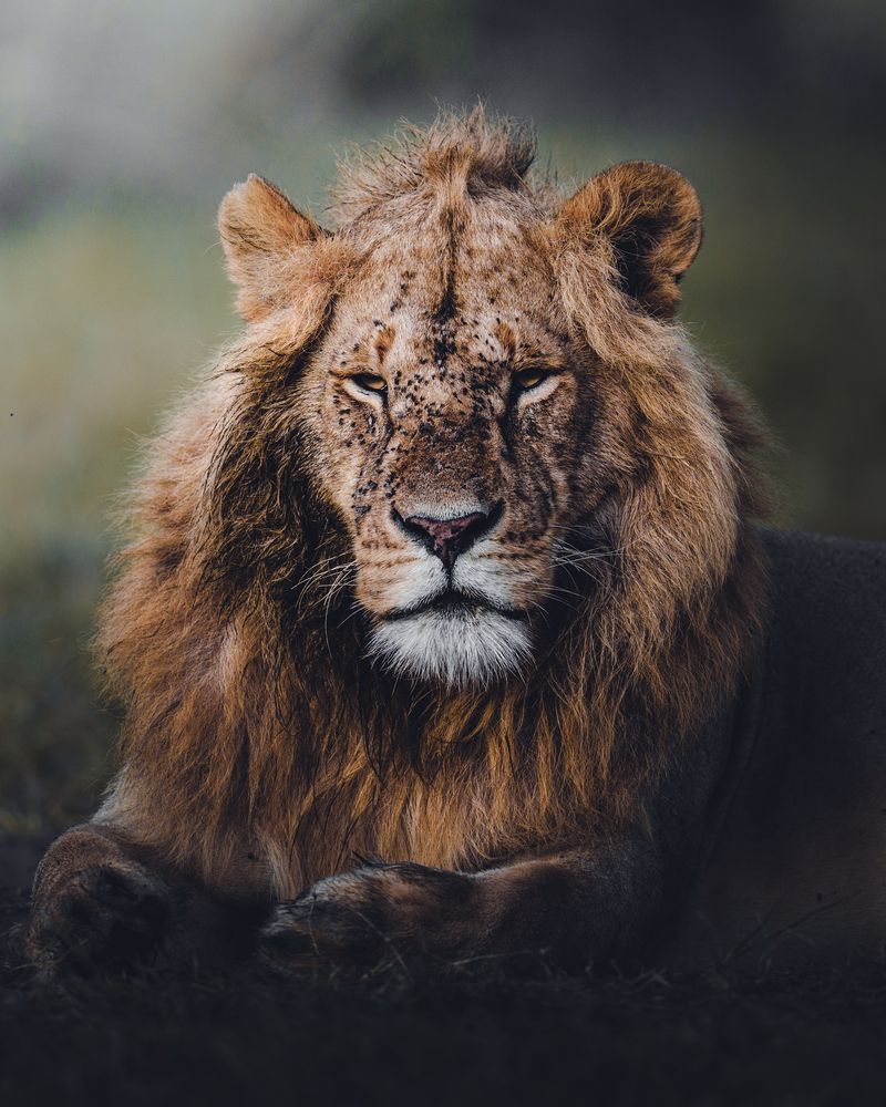 Фотография автора Ahmed Sobhi