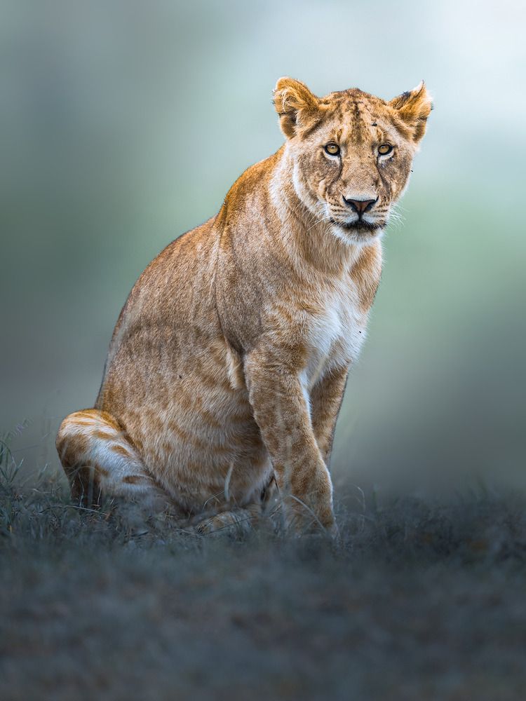 Фотография автора Ahmed Sobhi