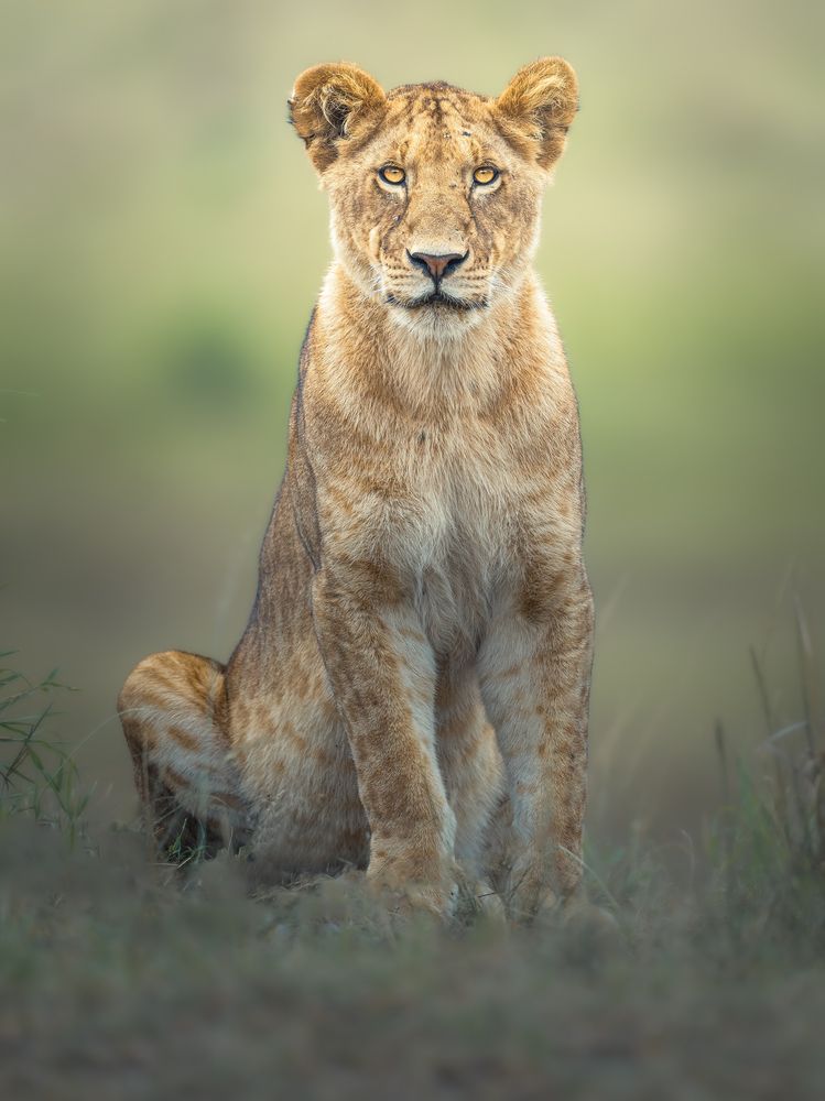 Фотография автора Ahmed Sobhi