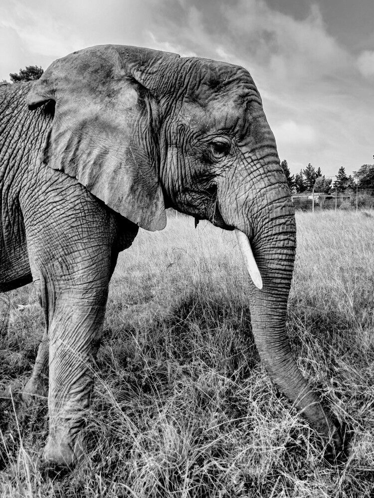 Walk with Elephants