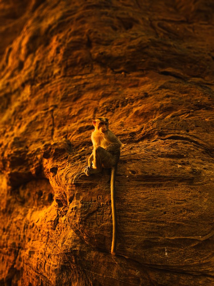 The quite monkey