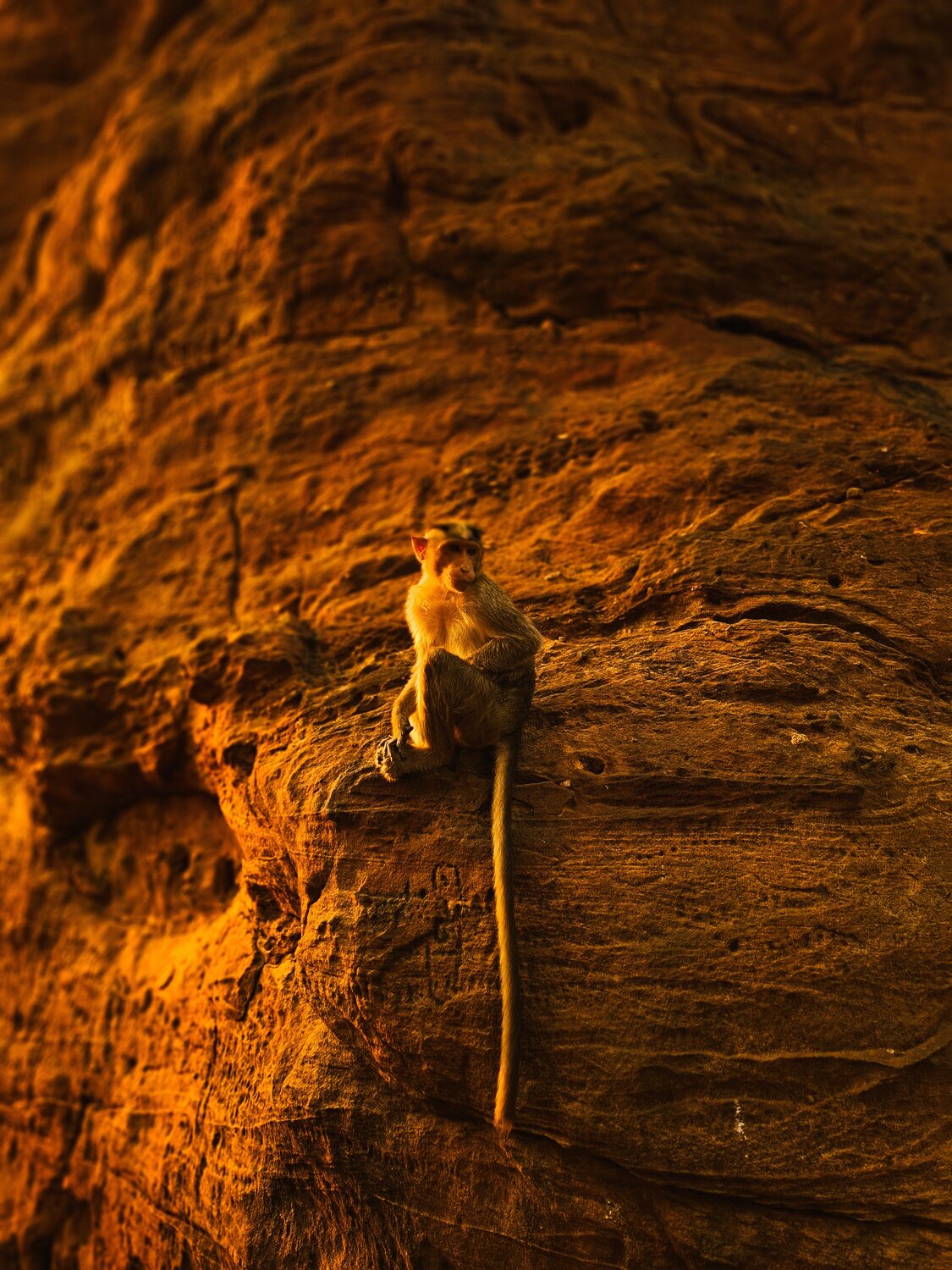 The quite monkey