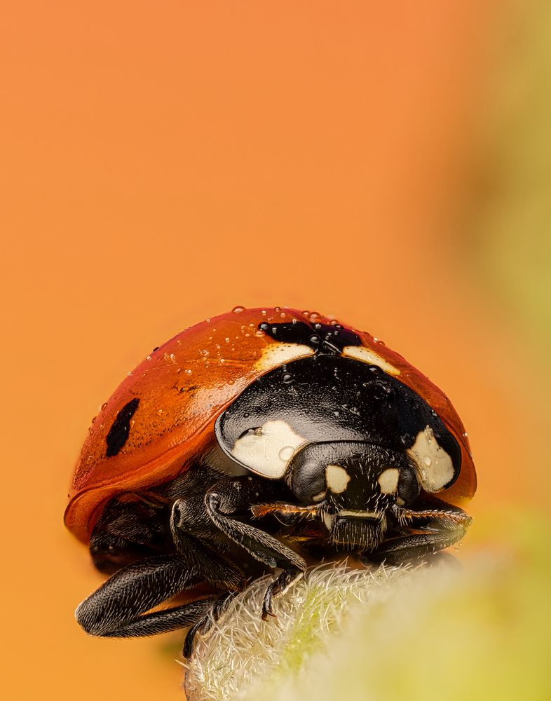 Ladybug