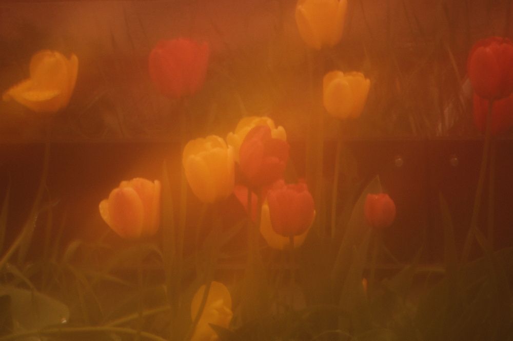 Photograph by Denis Naryshev