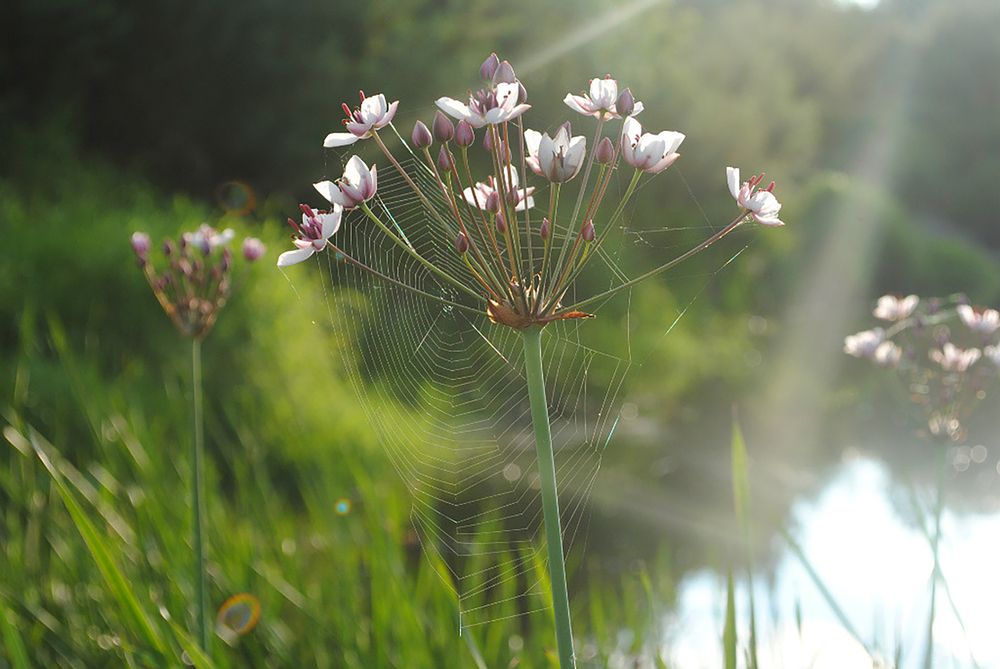 Photograph by Маргарита Матвеенкова