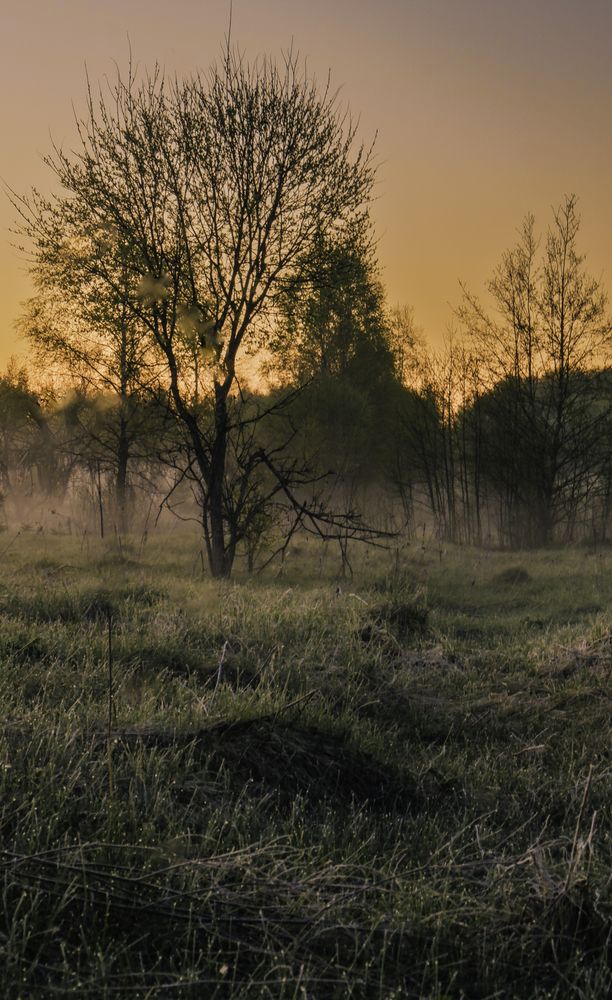 Фотография автора Медведева Елена