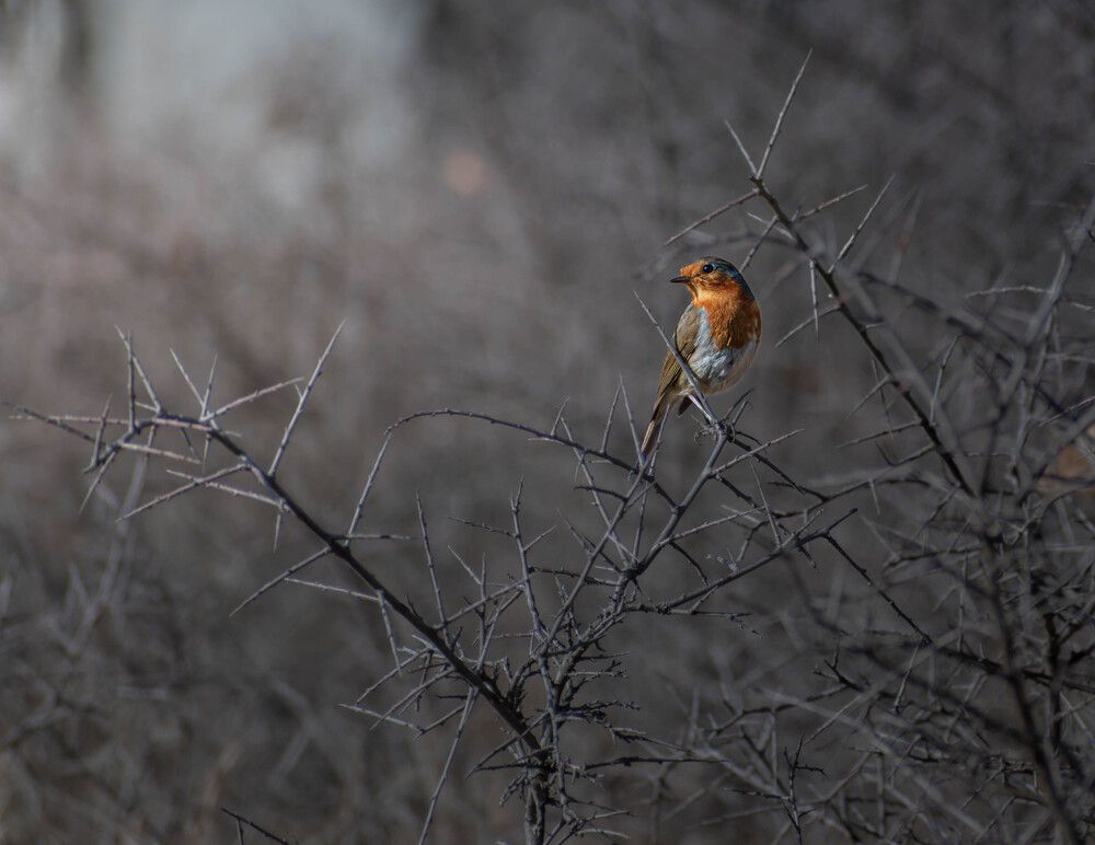 Photograph by Djordjevic Milan
