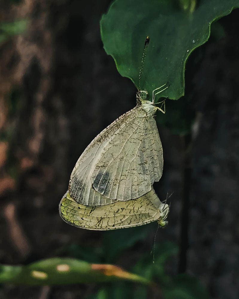 The Beauty of Love in Butterflies