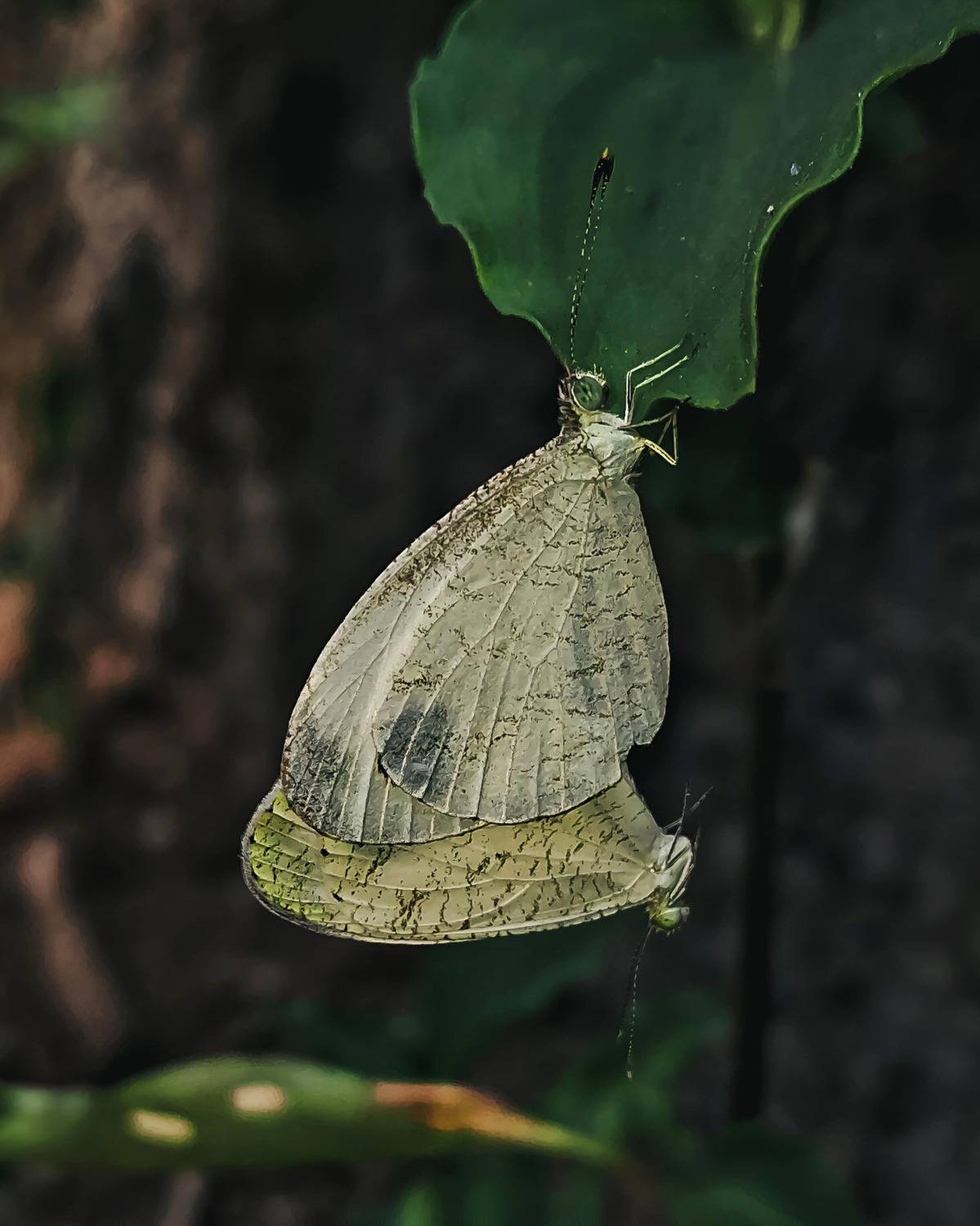 The Beauty of Love in Butterflies