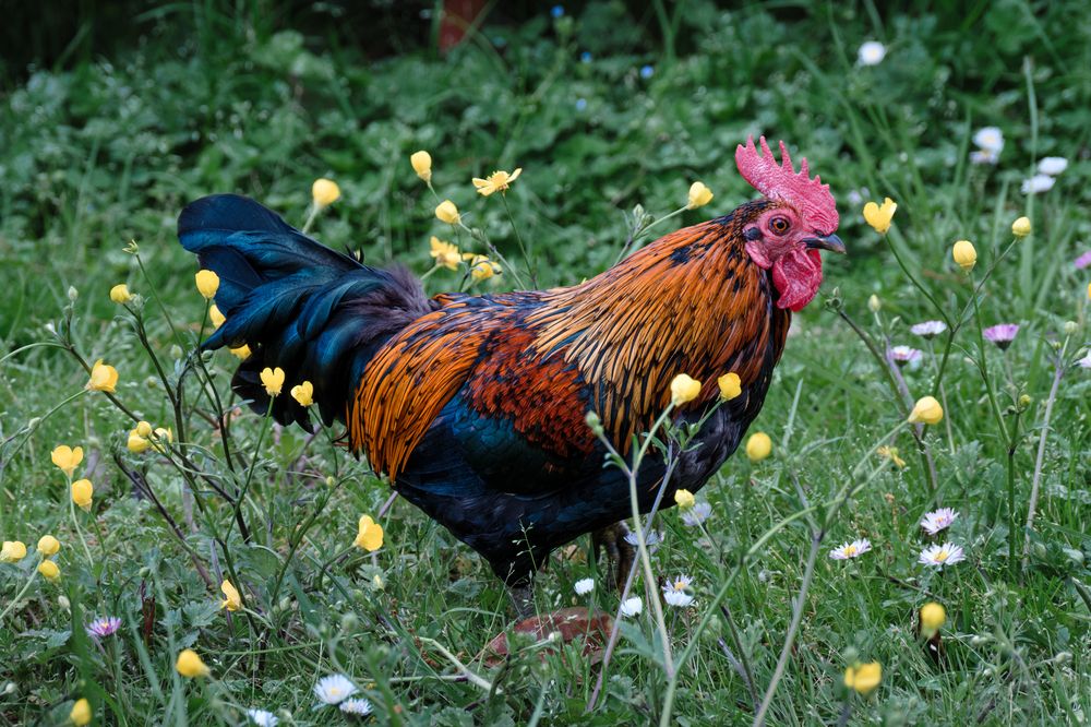 Петушок гуляет по ботаническому саду в Сочи