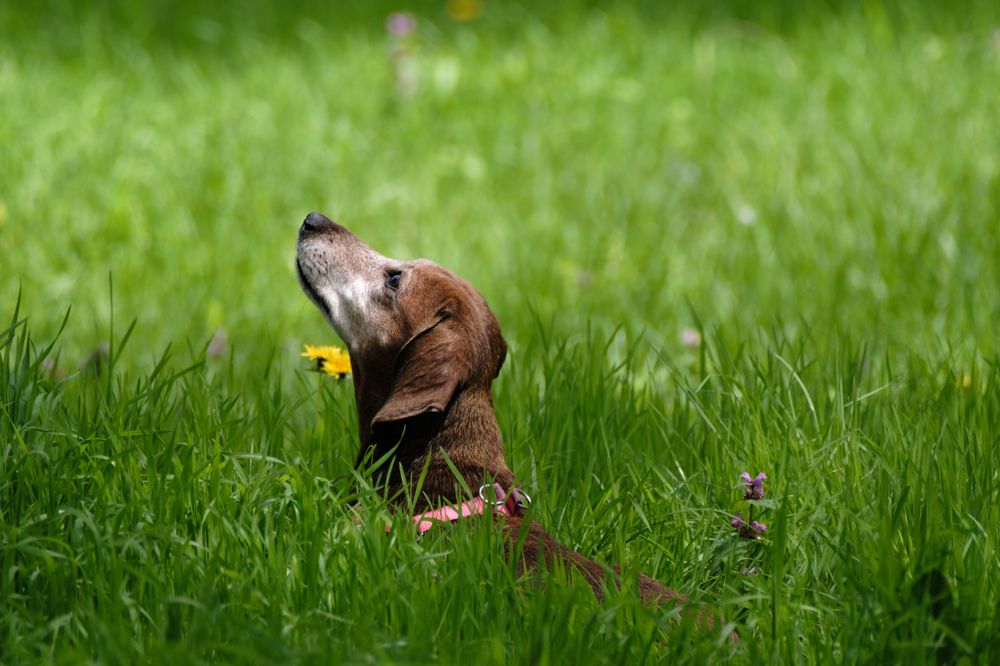 Прогулки по лесу с собакой
