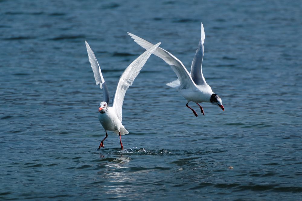 Морской вальс