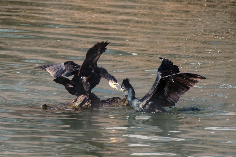 Чернокрылое противостояние