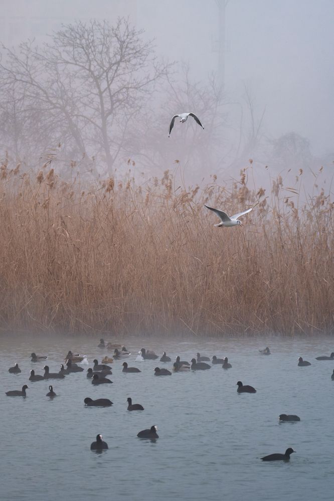 Среди воды и тумана