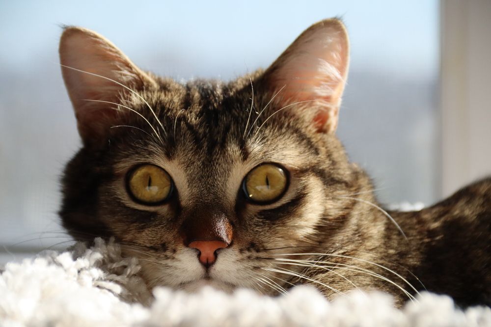 Photograph by Ксения Золотарь