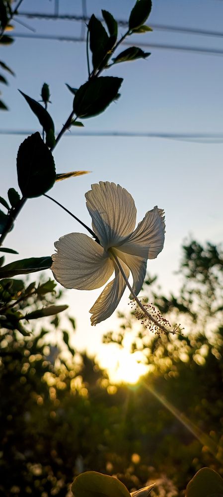 Photo #12197739