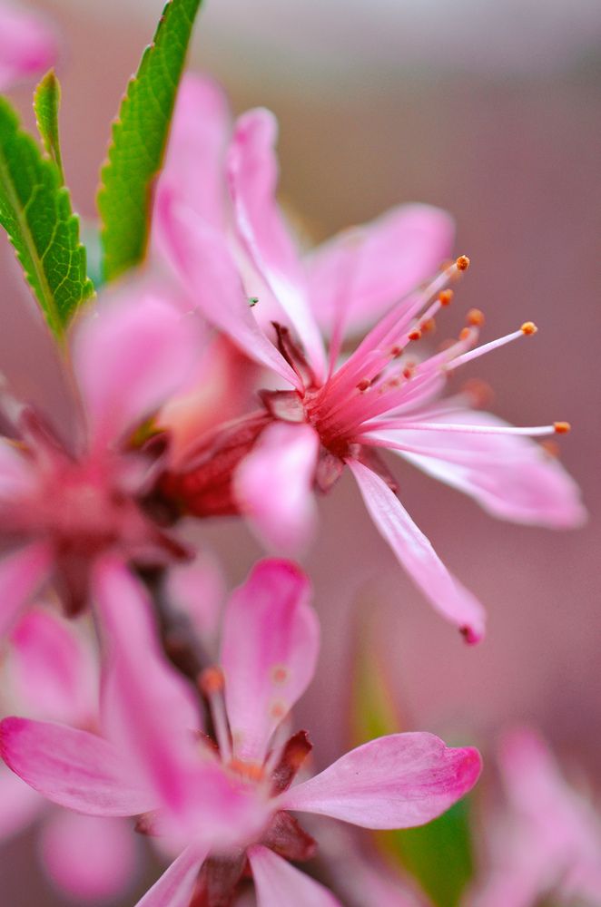 Photograph by Елена Плешкова