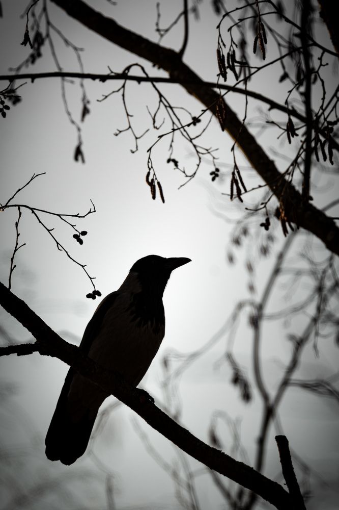 Photograph by Ольга