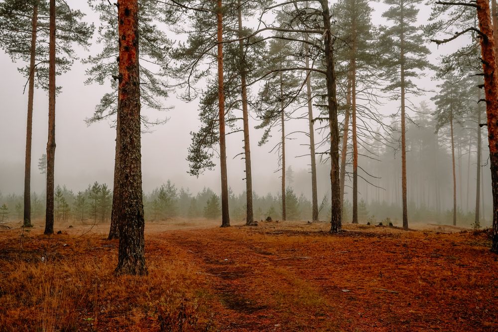 Photograph by Алексей Голубев