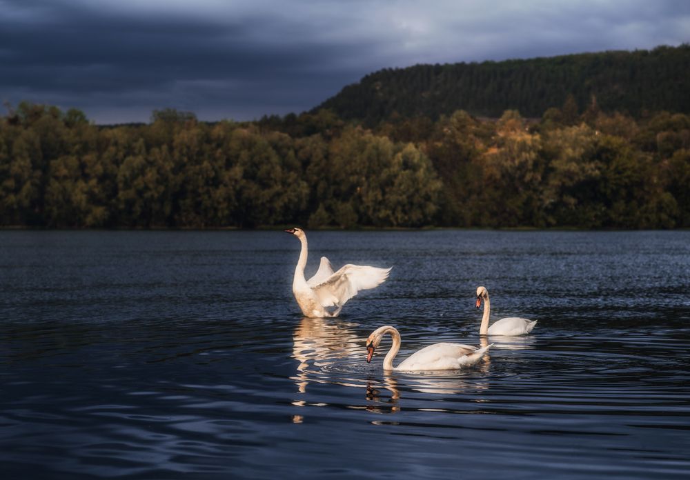 Фотография автора Олег Сухенко