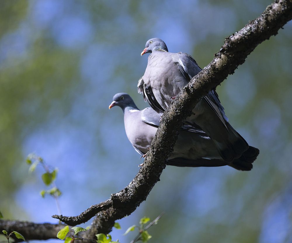 Сердечная связь